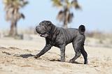 SHAR-PEI 716